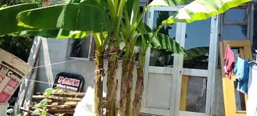 Частный сектор Амалия