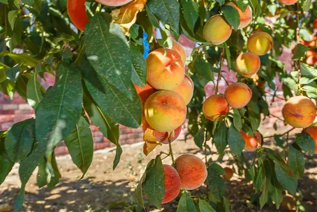 . Гостиница Дарсан. Ялта