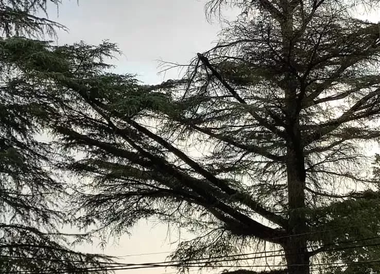 Двухместный номер с балконом. Гостиница  "Sea Zone" . Пицунда Двухместный номер с балконом. Гостиница  "Sea Zone" . Пицунда