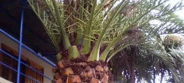 Частный сектор "Пальма"