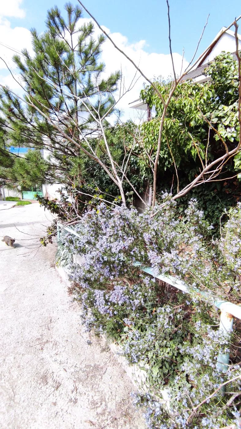 . Гостевой дом Green Patio. Рыбачье