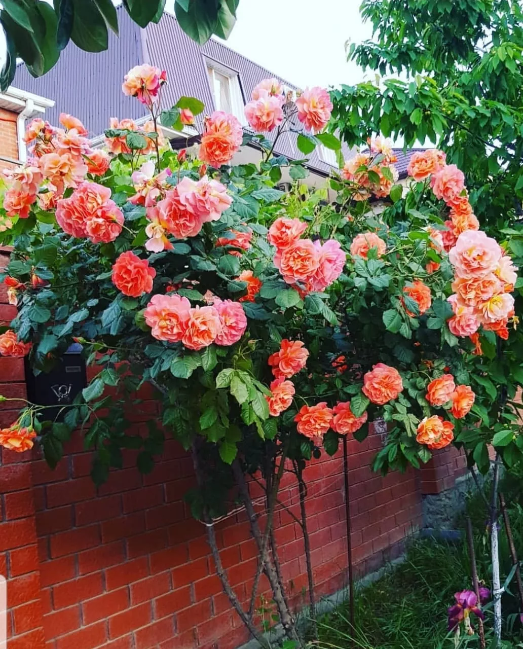 . Гостевой дом "Флора". Геленджик . Гостевой дом "Флора". Геленджик