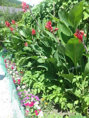 . Гостевой дом «Бумеранг». Архипо-Осиповка