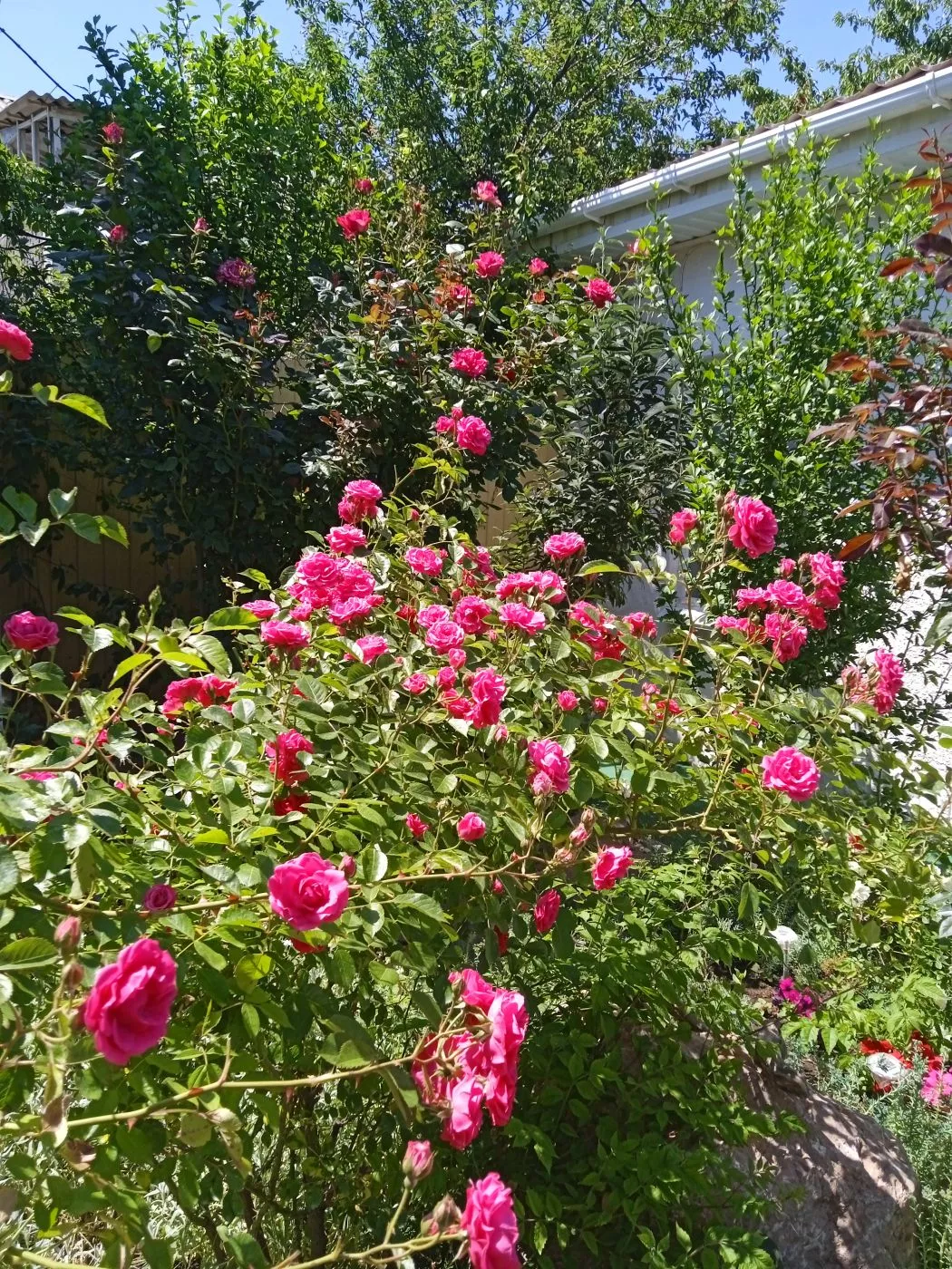 . Гостевой дом "Ирина". Крым - частный сектор