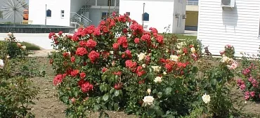 Пансионат Малахит - Благовещенская