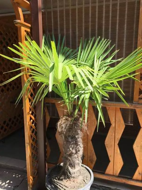 . Гостевой дом "Русский дворик". Архипо-Осиповка