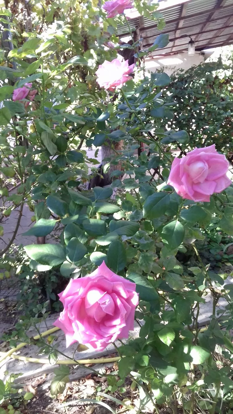 . Дом под ключ Дачный домик. Штормовое