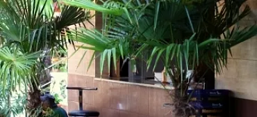 Гостиница «Аллигатор»