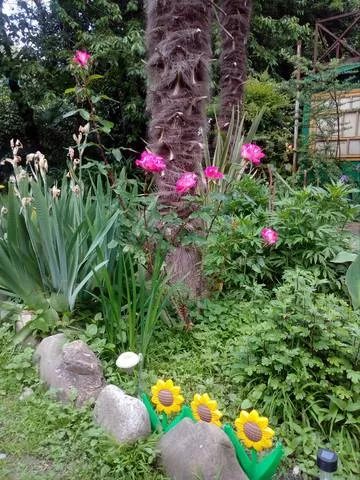 . Частный сектор Пальмовая роща. Головинка