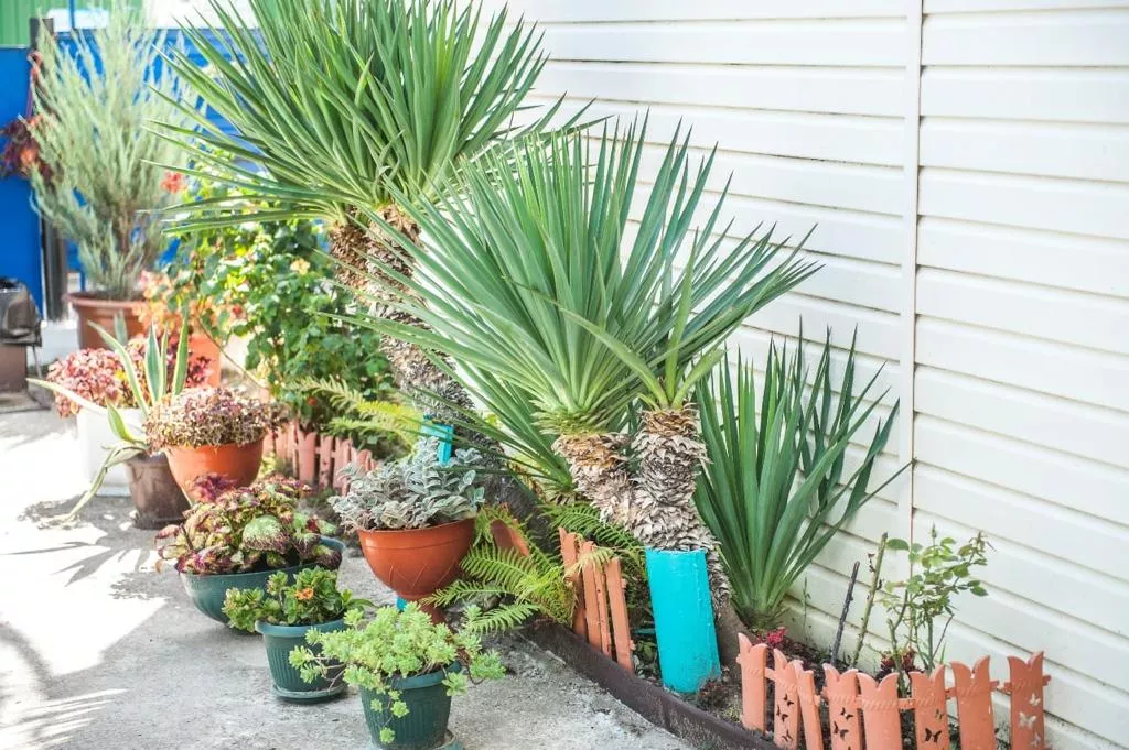 . Гостевой дом «Каравелла». Лермонтово . Гостевой дом «Каравелла». Лермонтово