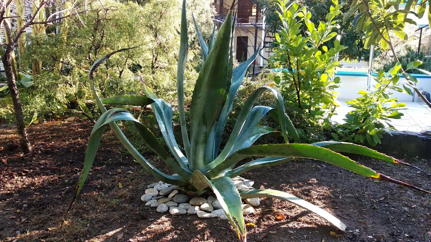 . Гостевой дом "Ростовский дворик". Ольгинка