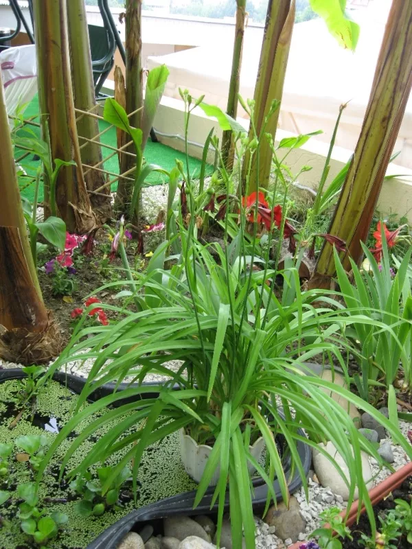 . Гостевой дом "Адлерский Бриз". Адлер