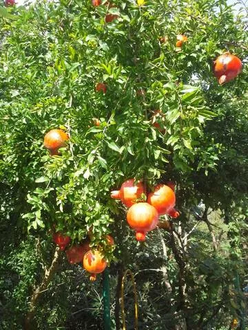 . Гостевой дом «Аэлита». Адлер