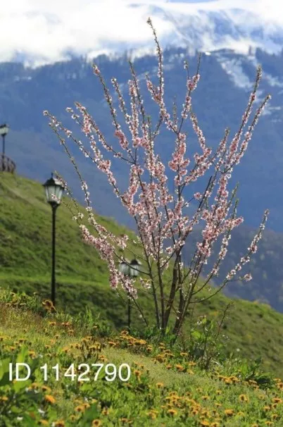 . Апартаменты Романовские на Красной Поляне. Красная Поляна