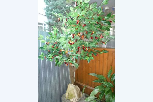 . Частный сектор << МАРГАРИТА >>. Лазаревское