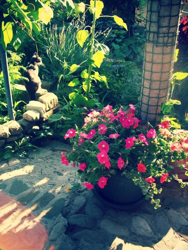 . Частный сектор "Южный Дворик". Архипо-Осиповка