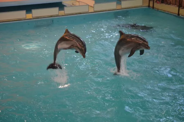 Фотография геленджикского дельфинария взята с сайта: http://dolphin-gel.ru/