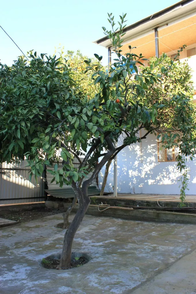 . Хостел Kaffa. Гагра