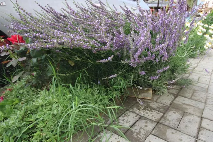 . Гостевой дом КАРАВЕЛЛА. Лазаревское