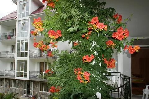 2-х местный + терраса с видом на море. Гостевой дом "У Александра". Лазаревское 2-х местный + терраса с видом на море. Гостевой дом "У Александра". Лазаревское