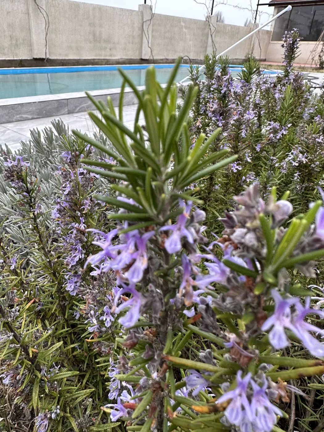 . Гостиница «Язон». Пицунда . Гостиница «Язон». Пицунда