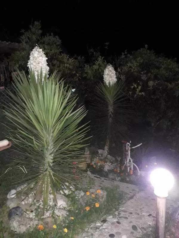 . Гостиница "Багира". Новый Афон