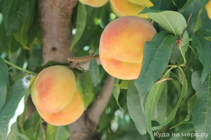 . Гостевой дом Наш дом отдыха. Симферополь