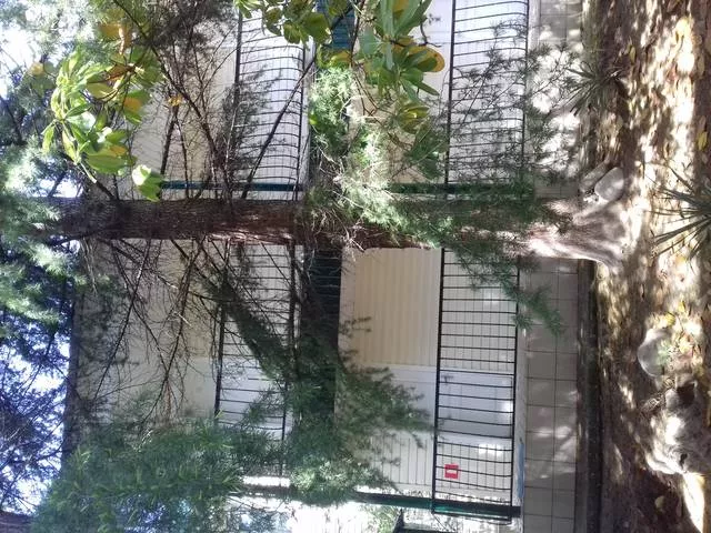 . База отдыха "Платан". Лазаревское . База отдыха "Платан". Лазаревское