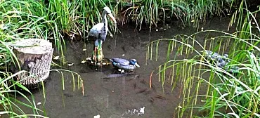 Коттедж Надежда