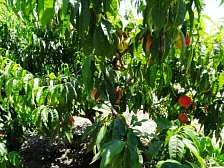 Частный сектор Дом