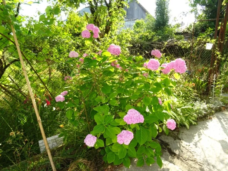 . Гостевой дом Сухумское шоссе 1-й тупик 6 . Новый Афон