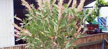 Частный сектор "Пальма"