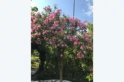 Гостевой дом Олеандр