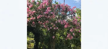 Гостевой дом Олеандр