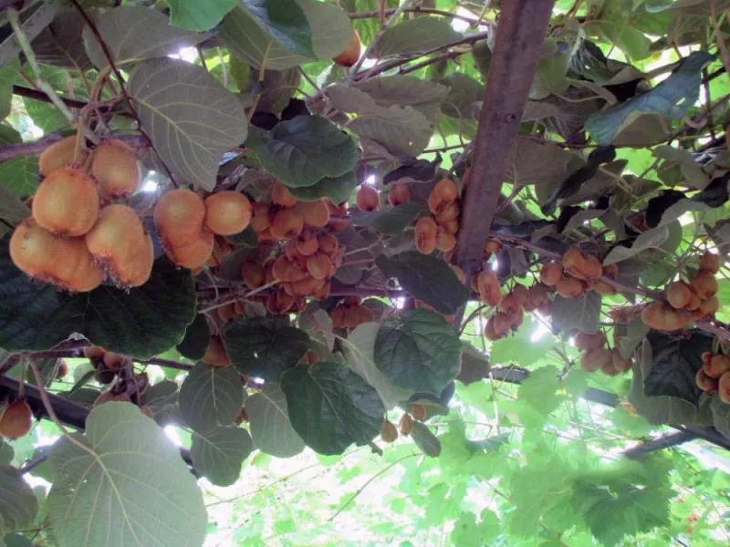 . Гостевой дом "У дед Самвела". Пицунда . Гостевой дом "У дед Самвела". Пицунда