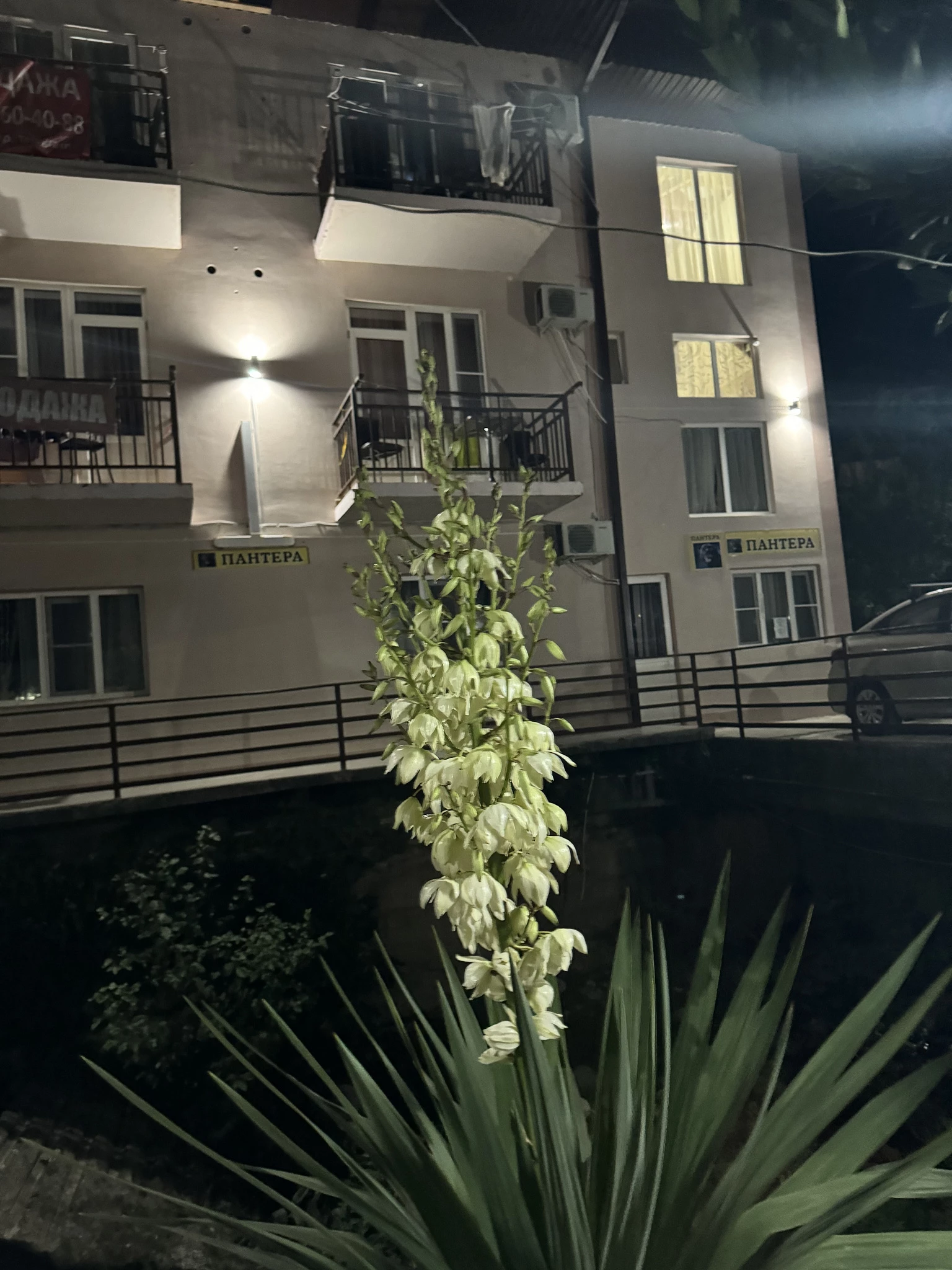 . Гостевой дом "Пантера". Гагра