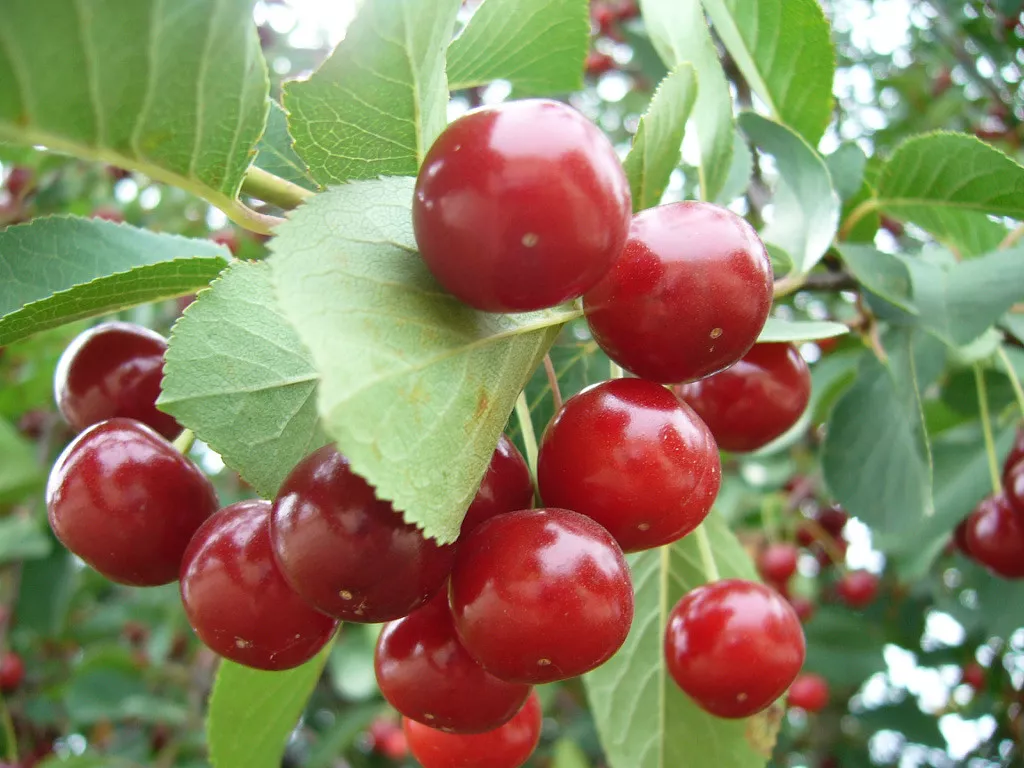 . Дом под ключ Дом на Степной. Должанская . Дом под ключ Дом на Степной. Должанская
