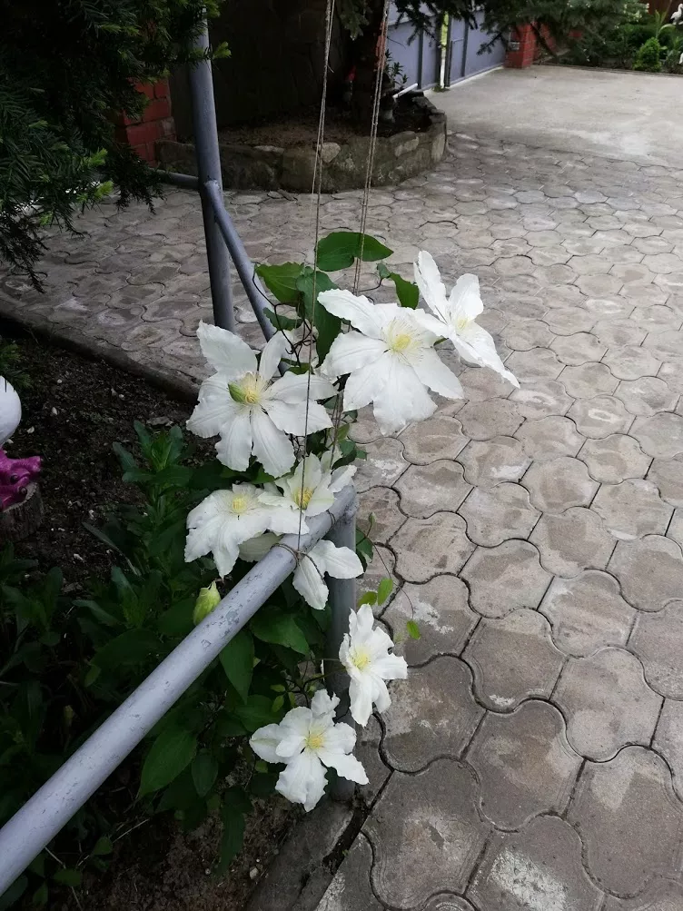 . Гостевой дом "Сибирячка". Ольгинка