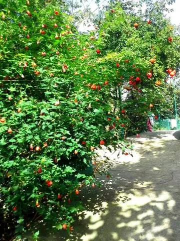 . Гостевой дом «Аэлита». Адлер