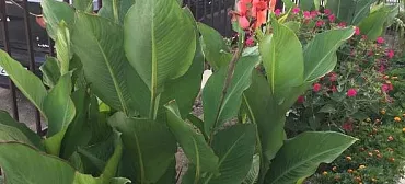 Частный сектор Репина