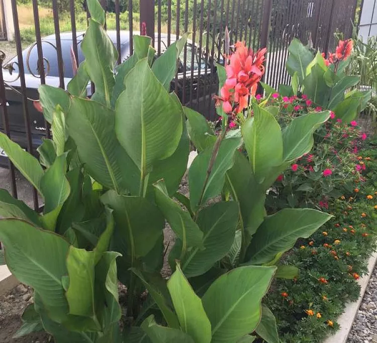 . Частный сектор Репина. Аше