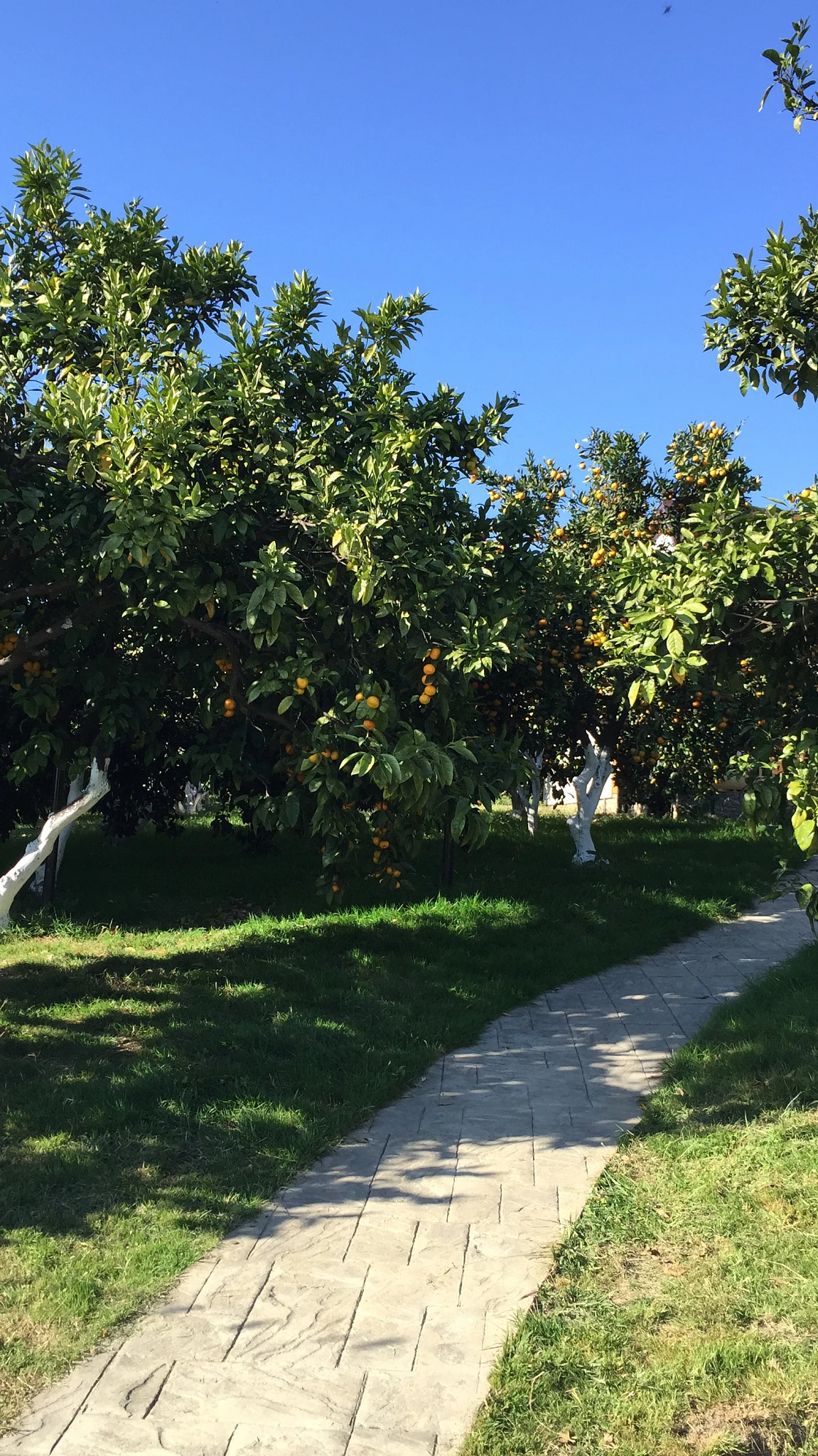 . Дом под ключ Дача на море . Новый Афон