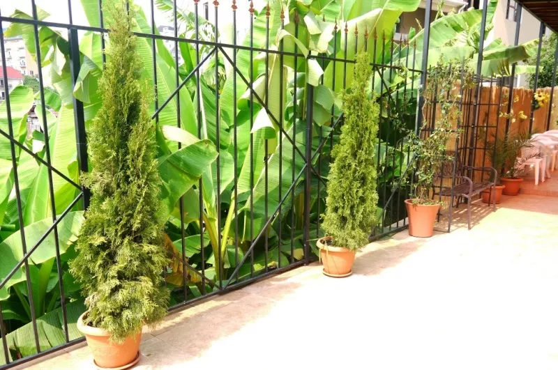 . Гостевой дом "Адлерский Бриз". Адлер