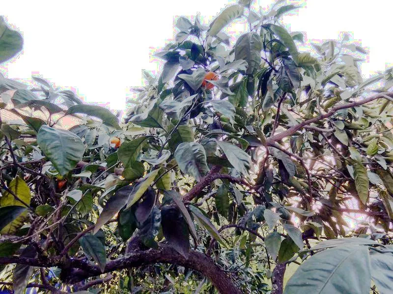 . Гостевой дом "Филипп на 23 июля 41" . Гудаута