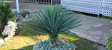 Отель Пшандра