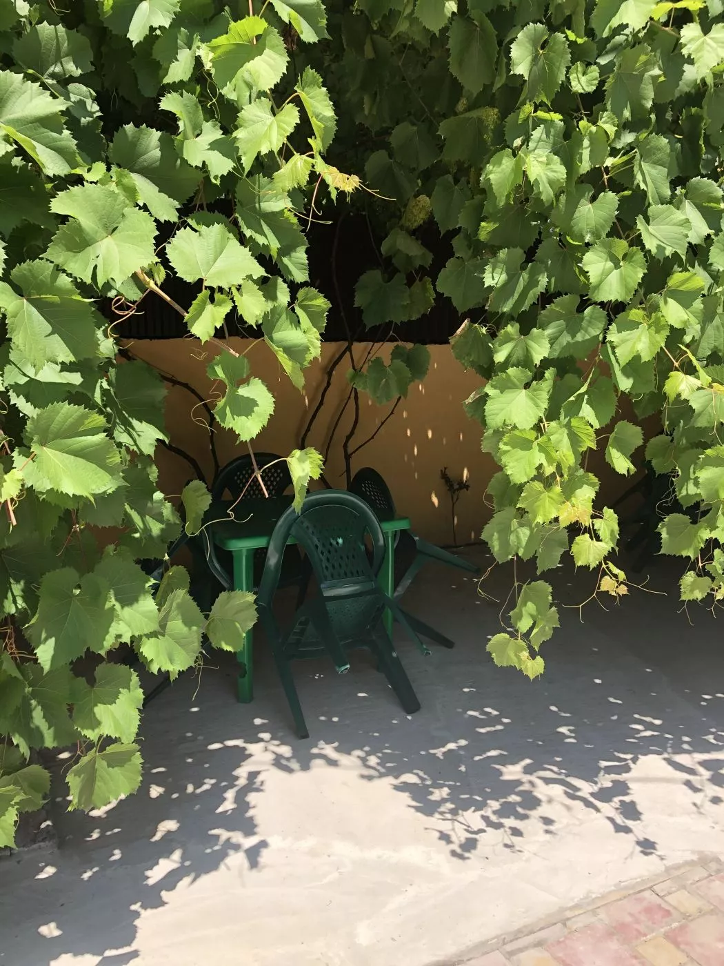 . Гостевой дом "Нина" . Ольгинка