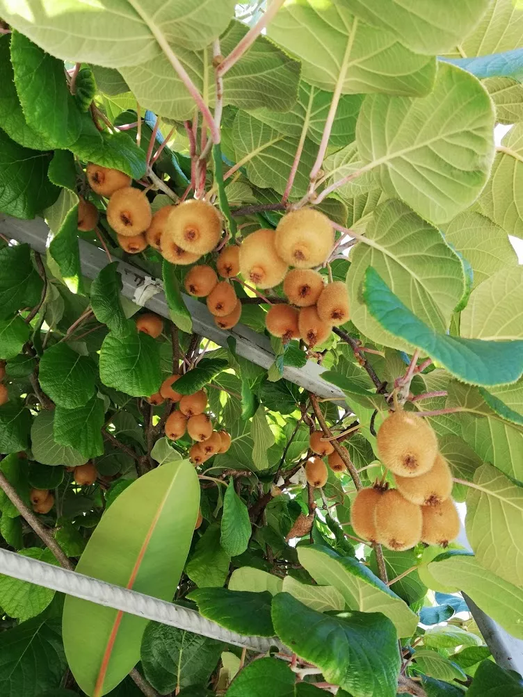 . Гостевой дом "Сибирячка". Ольгинка