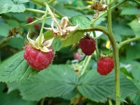 . Дом под ключ Дом на Степной. Должанская . Дом под ключ Дом на Степной. Должанская