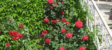 Пансионат "Вилла-Луиза"