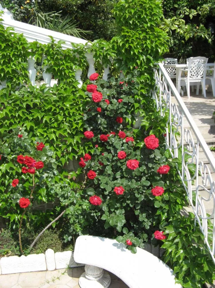 . Пансионат "Вилла-Луиза". Рыбачье